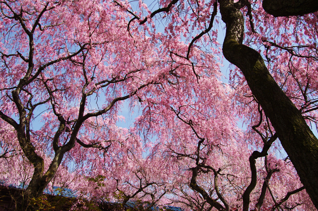 京都のお花見デート　穴場スポットを攻略しよう！！